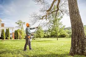 Tree and Shrub Care in Mission Bend, TX